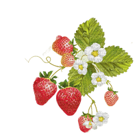 flower,fruit,f strawberry - png grátis