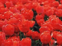 tulipes rouges - gratis png