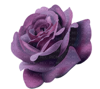 Rose violette - 免费PNG
