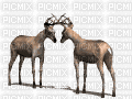 Ciervos - Besplatni animirani GIF