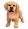 dog - GIF animate gratis