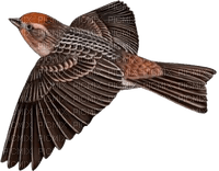 Pájaro - PNG gratuit