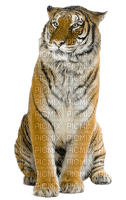 tiger-Nitsa P - Free PNG