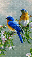 Pájaros - 無料のアニメーション GIF