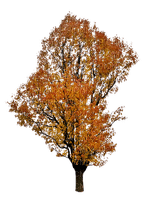 tree autumn automne - PNG gratuit