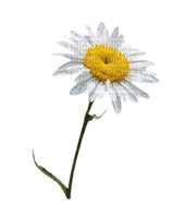 Kaz_Creations Deco Flowers Camomile Flower - nemokama png
