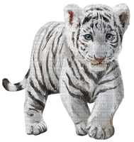 Bébé Tigre blanc - zdarma png