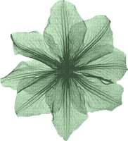 Blume flowers - фрее пнг