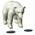 polar bear bp - Бесплатни анимирани ГИФ