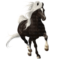 Horse - zdarma png