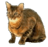 Кот - 無料のアニメーション GIF