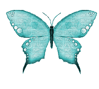 BLUE BUTTERFLY GIF turquoise papillon