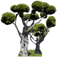 nbl - Tree - nemokama png