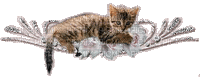 kotek - Darmowy animowany GIF