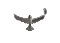 Paloma volando - GIF animado grátis