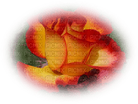 patymirabelle fleurs rose - zdarma png