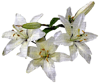 Flowers white bp - GIF animado gratis