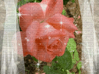 Bella rosa - Gratis geanimeerde GIF