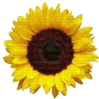 Kaz_Creations Deco Flowers Sunflower Flower - 免费PNG