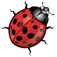 Ladybug - zdarma png