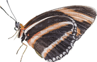 perhonen, butterfly - PNG gratuit
