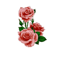 Розы с каплями росы - GIF animé gratuit