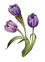 Tulpen, drei, lila - kostenlos png