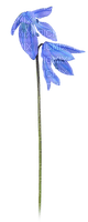flores azules dubravka4 - 免费PNG