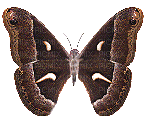 mariposa  animada dubravka4 - GIF animate gratis