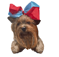 Yorkie Dog Puppy Bow - GIF animado gratis