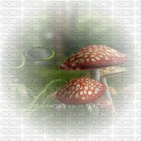 champignon - png gratis