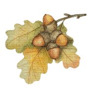 Herbst, Eichenblatt, Eicheln, Autumn - Free PNG