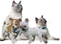 Chihuahua/Poes - gratis png