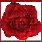 Rosa - GIF animado grátis