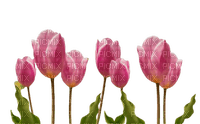 flower,tulip - ingyenes png