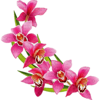 orchids - png ฟรี