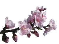 fleur rose de pêcher - GIF animasi gratis