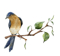 Птица; акварель - PNG gratuit