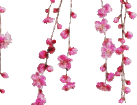 Cherry Blossom Branch - GIF animado grátis