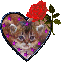 coeur chaton rose - GIF animé gratuit