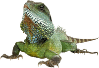 iguana - ücretsiz png