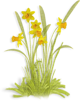 Fleurs.Flowers.Yellow.Jonquils.Victoriabea - PNG gratuit