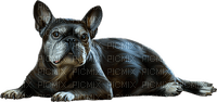 black dog by nataliplus - ilmainen png