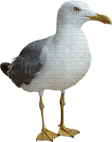 Kaz_Creations Bird Seagull - png ฟรี
