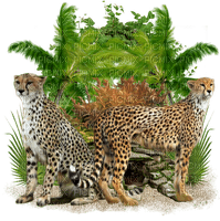 cheetahs by nataliplus - besplatni png