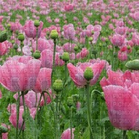fond floral  bp - darmowe png