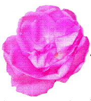 trandafir - nemokama png