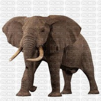 Elephant-RM - 免费PNG