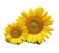 hoa f2az - Nemokamas animacinis gif