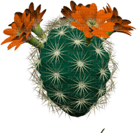 plante cactus - PNG gratuit